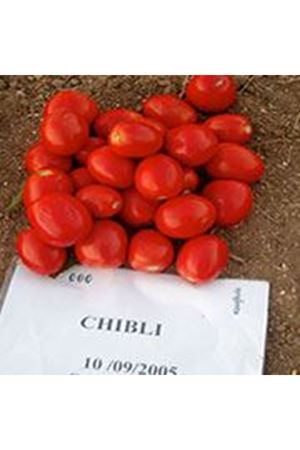 Chibli F1 Sanayi Domatesi