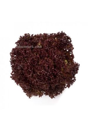 Carmesi Rz ( 85-49 ) Koyu Renkli Lollo Rossa Marul Tohumu