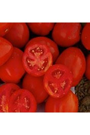 Mannix F1 Sanayilik Domates