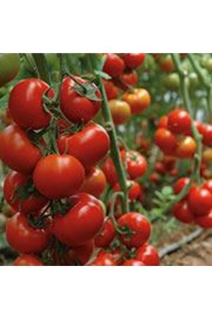 Edu F1 Tekli Sırık Domates