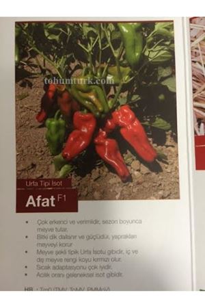 Afat F1  İsot Urfa Biberi (Acı) Tohumu