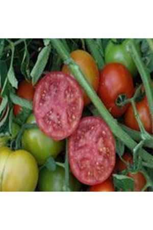 Redbey F1 Oturak Domates