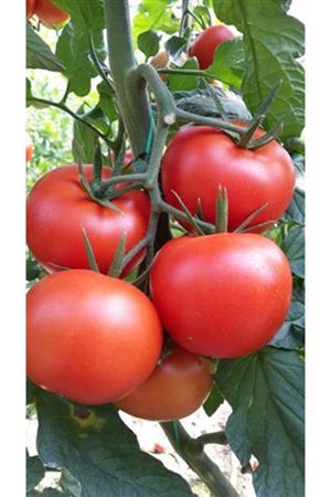 Sylviana F1 Domates Tohumu