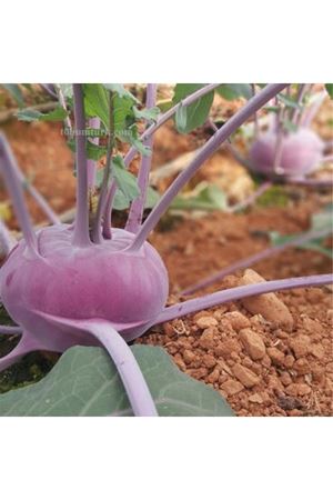 Redala F1 Mor Alabaş Tohumu