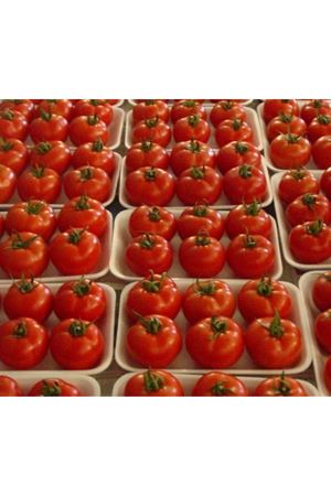 Melis F1 Domates Tohumu