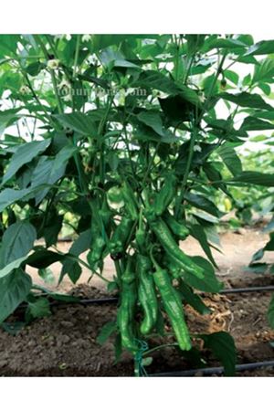 Köylüm F1 Biber Tohumu