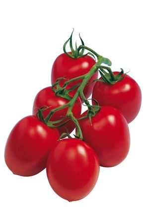 Savantas F1 Domates Tohumu