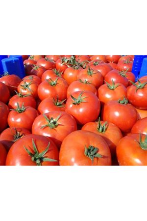 Nehir F1 Domates Tohumu