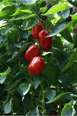 Spider F1 Biber Tohumu