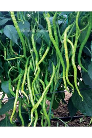 Yakar F1 Acı Kıl Biber Tohumu