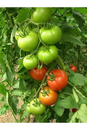 Velasco F1 Beef Domates Tohumu