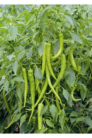 Ilgaz F1 Biber Tohumu