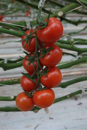 Avalantina F1 Domates Tohumu