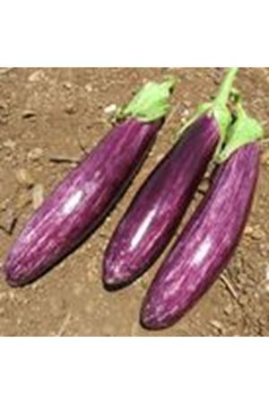 BT MANİSA ÇİZGİLİ F1 MOR PATLICAN TOHUMU