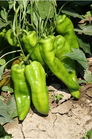 Belkanto F1 Biber Tohumu