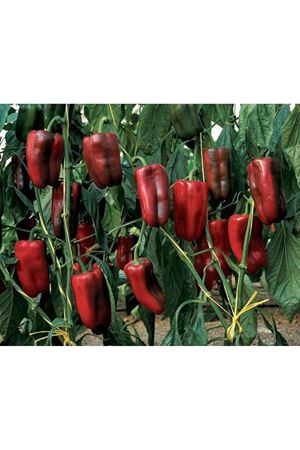 Dallas F1 Biber Tohumu