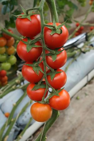 Adoration F1 Domates Tohumu