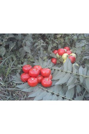 Behram F1 Domates Tohumu