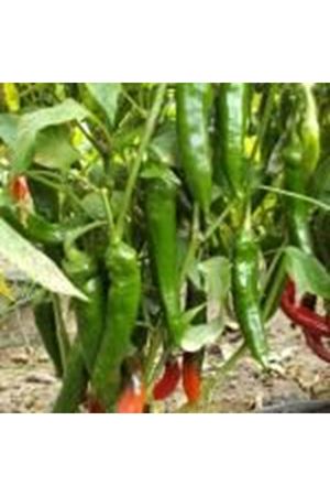 ASİ F1 ACI BİBER TOHUMU