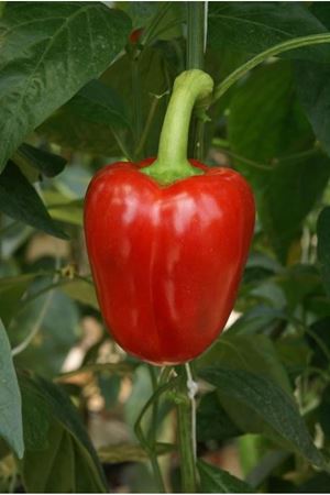 Ferrari F1 Biber Tohumu