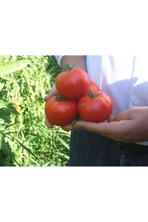 Yosra F1  Domates Tohumu