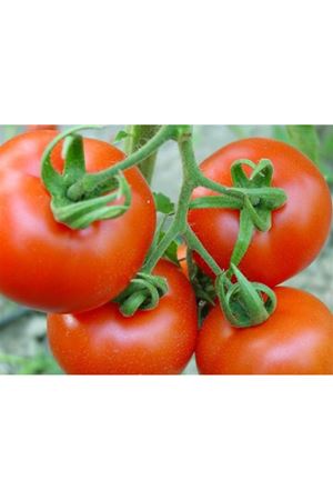 Hanedan F1 Domates Tohumu