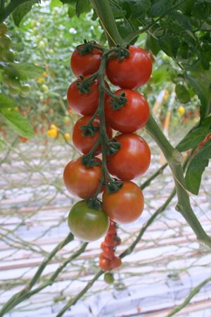 Annamay F1 Domates Tohumu