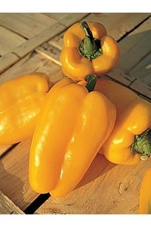 Harmoni F1 Biber Tohumu