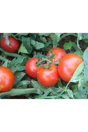 Redland F1 Domates Tohumu