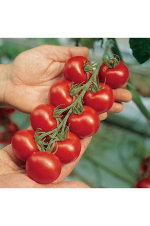 Campari F1 Domates Tohumu