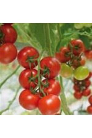 Diamantino F1 Domates Tohumu