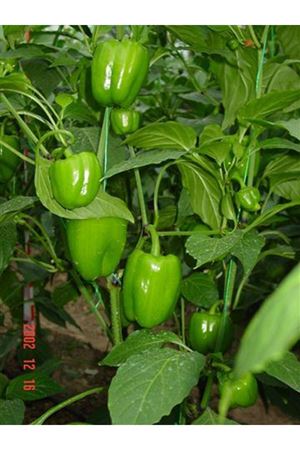 Dalaman F1 Dolmalık Biber Tohumu