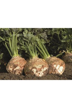 BEJO BALENA F1 SOFRALIK KÖK KEREVİZ TOHUMU ,10 BİN ADETLİK AMBALAJDA