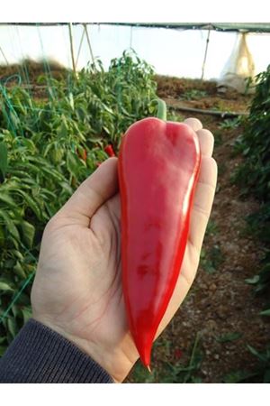 Pascha F1 Biber Tohumu