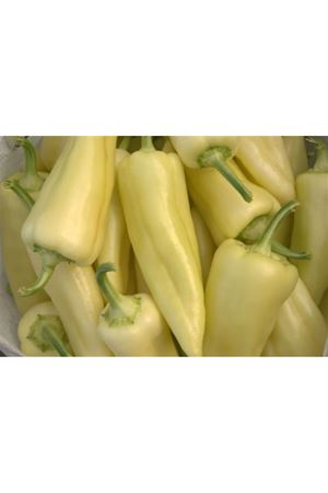 Skytia F1 Biber Tohumu