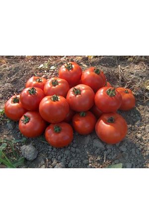 Simena F1 Domates Tohumu
