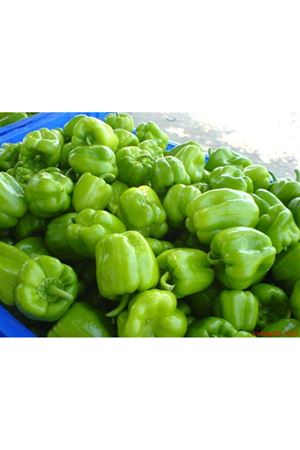 Kundu F1 Dolmalık Biber Tohumu