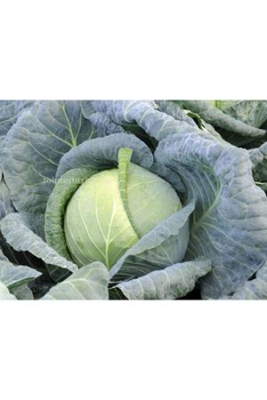 Almanac F1  Beyaz Lahana Tohumu