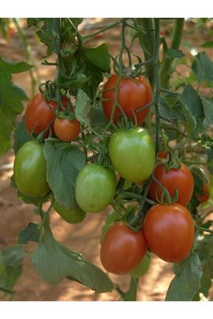 Naram F1  Domates Tohumu