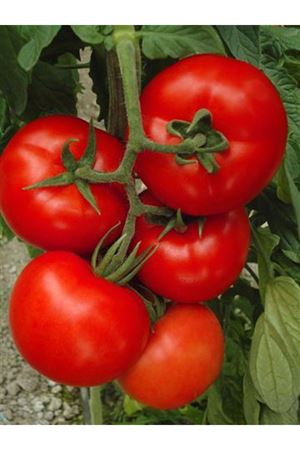 Savarona F1 Domates Tohumu