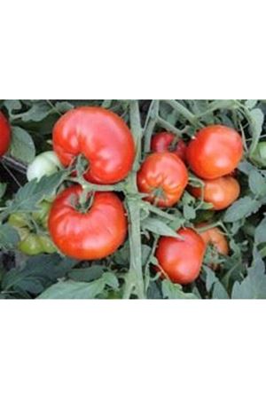 Jamilla F1 Domates Tohumu