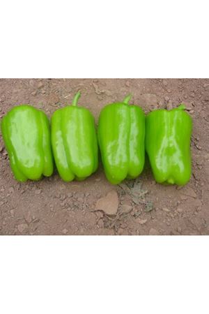 Desna F1 Dolmalık Biber Tohumu