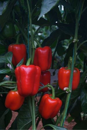 Redlight F1 Biber Tohumu