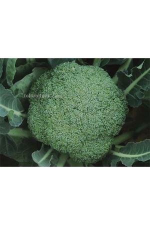 Malibu F1 Brokoli Tohumu