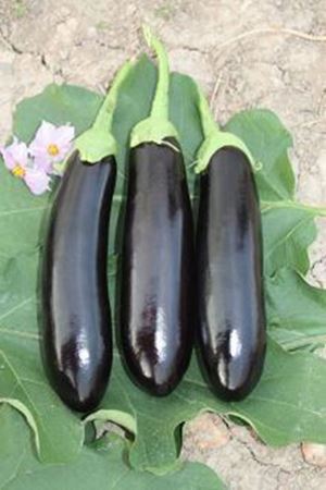 Karabey F1 Patlıcan Tohumu