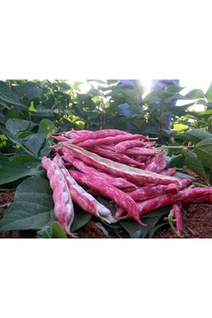 Sembol Oturak Barbunya Tohumu