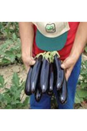 BT KARAMAN F1 PATLICAN TOHUMU