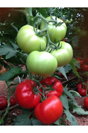 Panda F1 Beef Domates