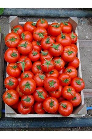 Halay 344  F1 Domates Tohumu