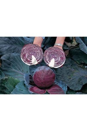 Lodero F1 Kırmızı Lahana Tohumu